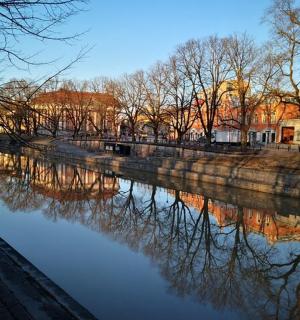 河水中倒映着树木