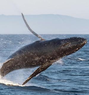 一只海豚跃出水面