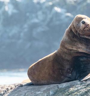一只海豹躺在水中的岩石上