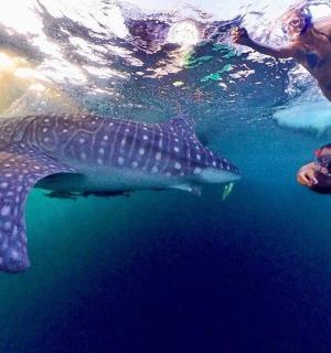 一群人和鲸鲨一起在水中游泳