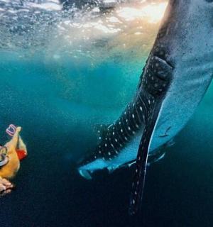 一名男子在水中,旁边是一只海豚