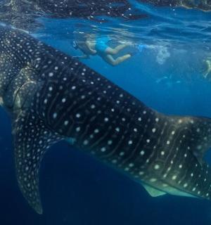 鲸鲨在海里游泳,与水下的人们一起