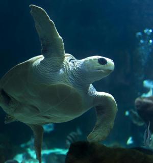 a green sea turtle swimming in an aquarium