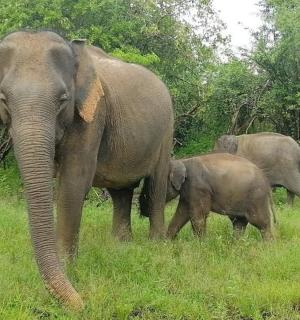 a group of elephants standing in a field
