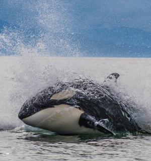 一只海豚在水中,头部浸入水中