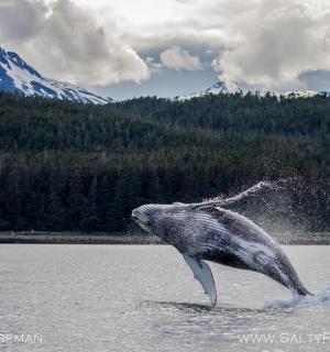 delfín vyskakující z vodní plochy