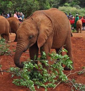 a group of elephants standing in the dirt with people