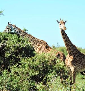 two giraffes are eating leaves from a tree