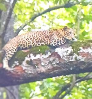 一只猎豹坐在树枝上