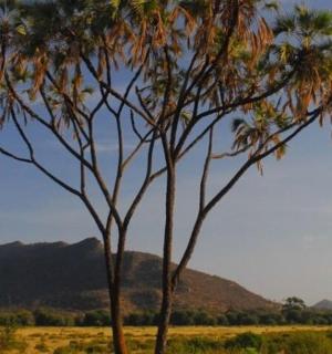 two trees in a field with mountains in the background