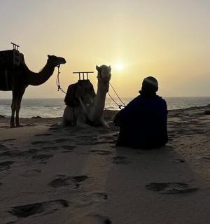 一名男子与两头骆驼坐在沙滩上