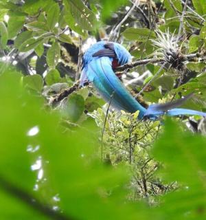 a blue bird is sitting on a tree branch
