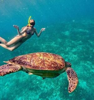 一名女子在水中与一只乌龟一起游泳