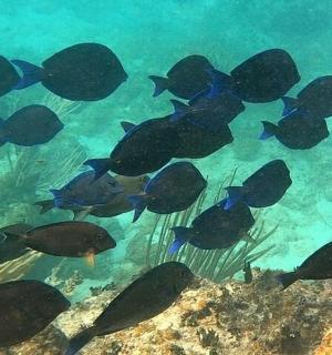 一群在水中游动的鱼