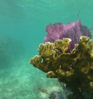 a colorful coral reef in the water