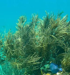 海洋中的珊瑚和蓝色的鱼