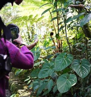a woman taking a picture of a plant in a forest