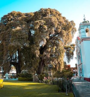 钟楼前的一棵大树