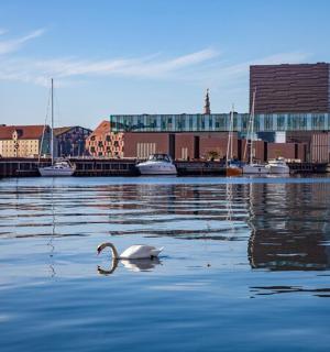 a swan swimming in the water near a city