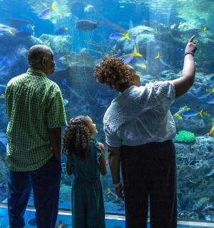 a family looking at the fish in an aquarium
