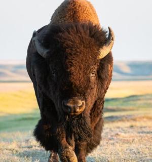 Velký hnědý býk běžící na poli