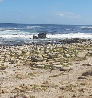 pták stojící na skalnaté pláži poblíž oceánu