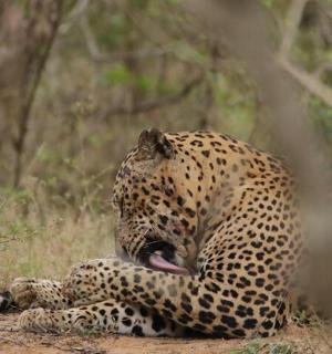 一只猎豹躺在田野里的地上