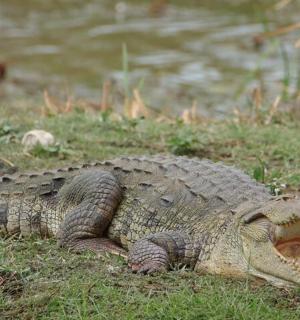一只鳄鱼躺在草地上，嘴巴张开