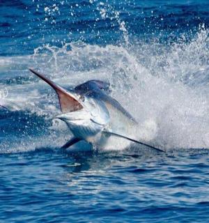 a bird in the water with a paddle in the water