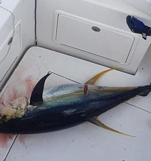 a fish on the floor of a machine