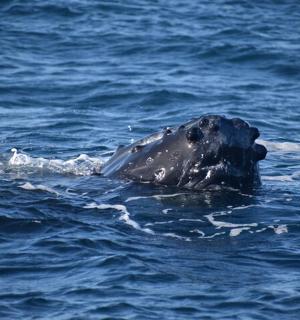 tuleň plave ve vodě