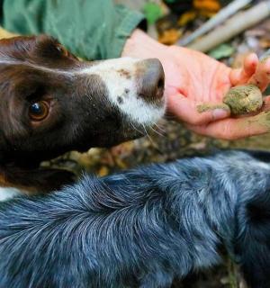 一个人给狗喂食物