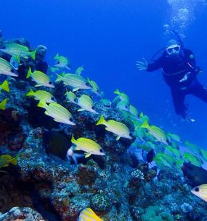 一名潜水员在一群鱼的陪伴下游过珊瑚礁