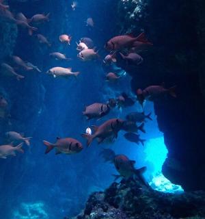 一群在水族馆里游泳的鱼