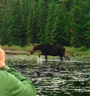 a man taking a picture of three horses crossing a river