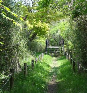 穿过森林的土路，有栅栏