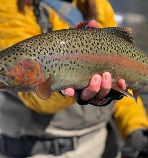 一个手里拿着鱼的男人