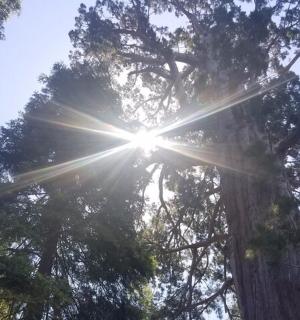 a tree with the sun shining through it