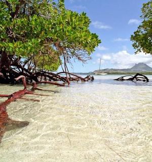a group of trees in the water on a beach