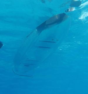 un dofí nedant a l'aigua d'una piscina