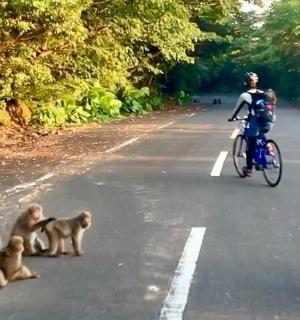一群猴子在路上，旁边还有一名骑自行车的男子