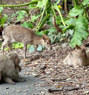 一群猴子坐在路边