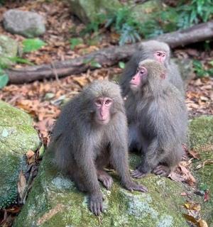 两只猴子坐在森林里的一块岩石上