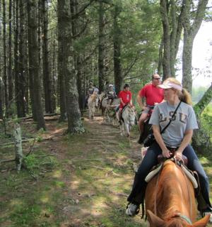 一群人在树林里骑马