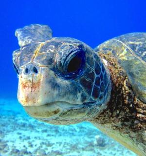 zelená mořská želva plavající ve vodě