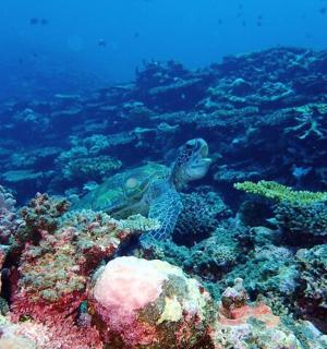 a green sea turtle on a coral reef