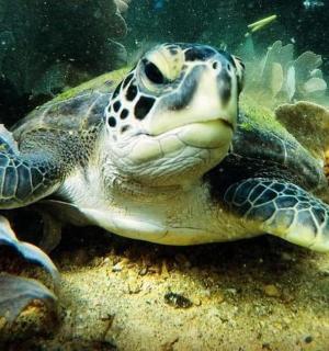 一只绿海龟在水中游泳