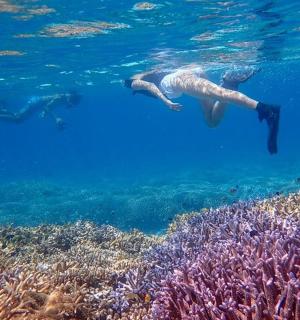 a person swimming over a coral reef