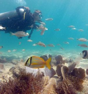 一个人在有鱼的珊瑚礁上游泳