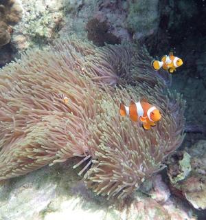 两条小丑鱼坐在海葵毒素上